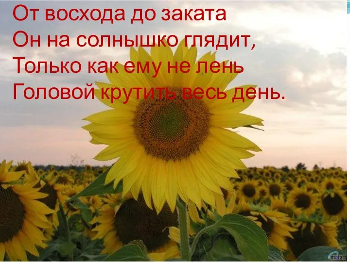 От восхода до заката Он на солнышко глядит, Только как ему