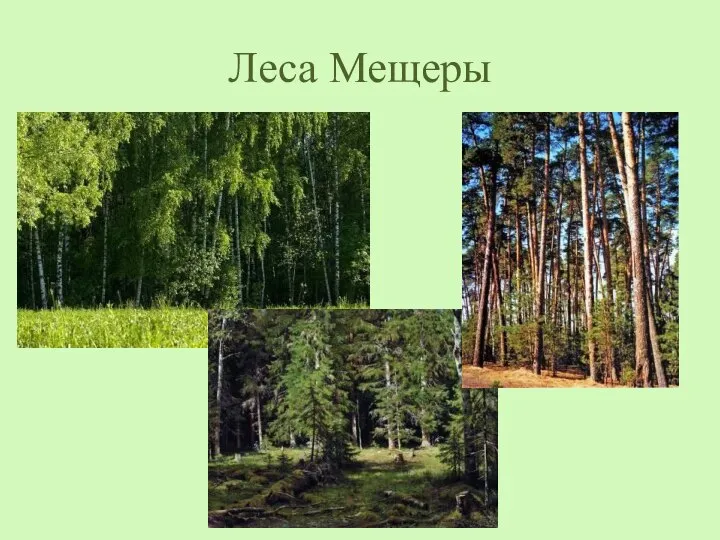 Леса Мещеры