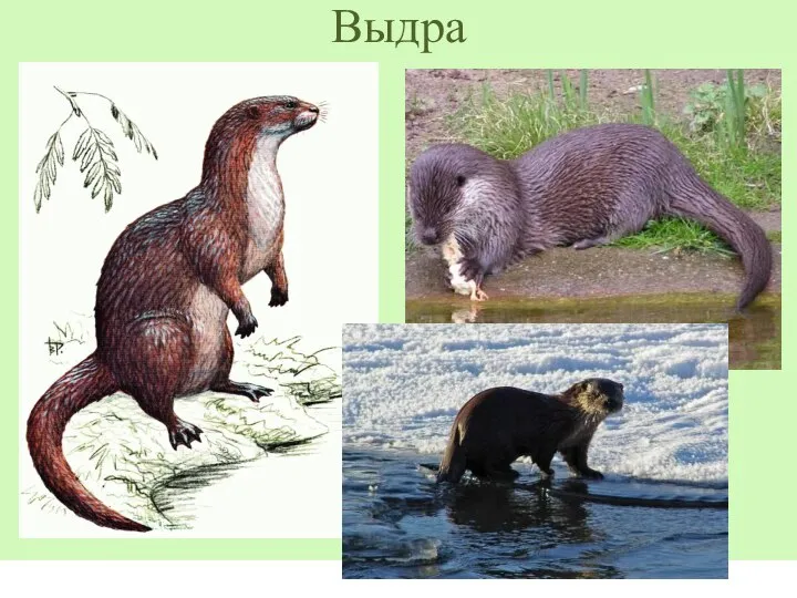 Выдра