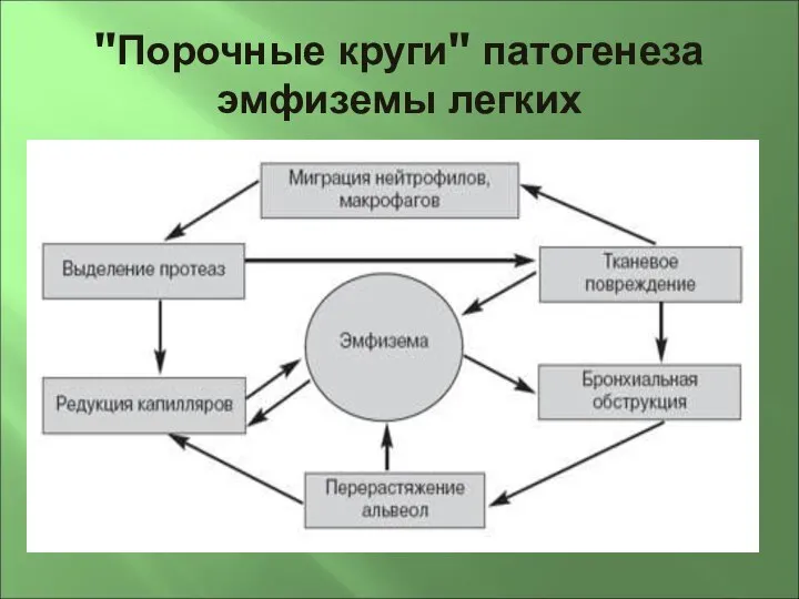 "Порочные круги" патогенеза эмфиземы легких