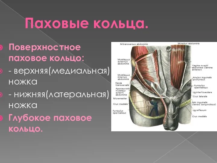 Паховые кольца. Поверхностное паховое кольцо: - верхняя(медиальная) ножка - нижняя(латеральная) ножка Глубокое паховое кольцо.