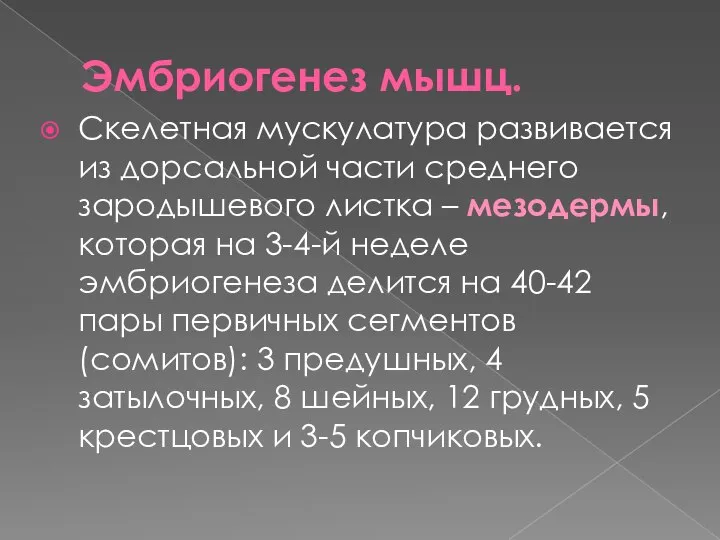 Эмбриогенез мышц. Скелетная мускулатура развивается из дорсальной части среднего зародышевого листка