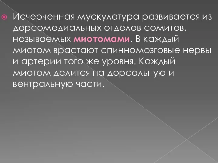 Исчерченная мускулатура развивается из дорсомедиальных отделов сомитов, называемых миотомами. В каждый