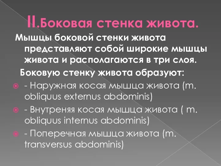 II.Боковая стенка живота. Мышцы боковой стенки живота представляют собой широкие мышцы