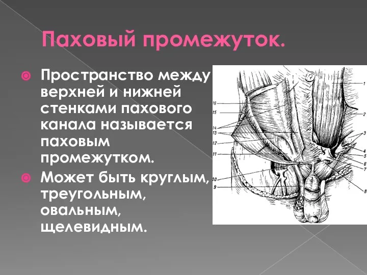 Паховый промежуток. Пространство между верхней и нижней стенками пахового канала называется