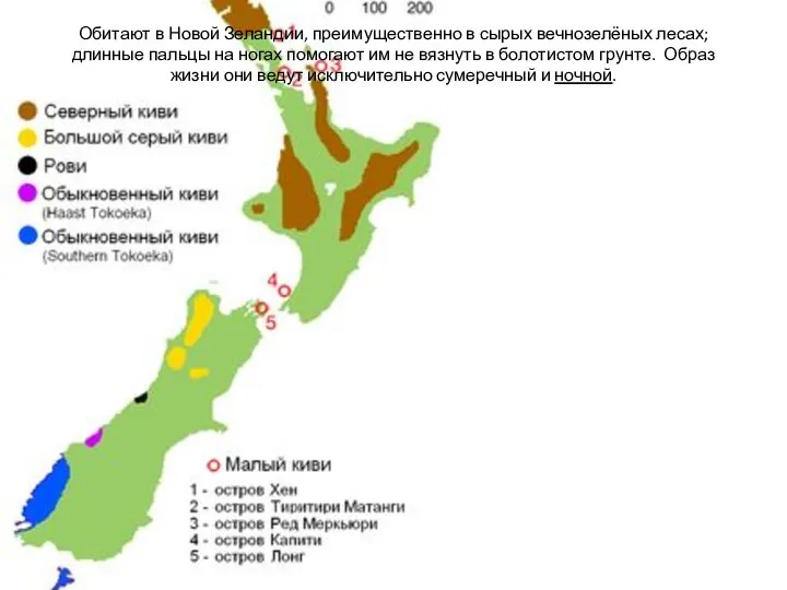 Обитают в Новой Зеландии, преимущественно в сырых вечнозелёных лесах; длинные пальцы