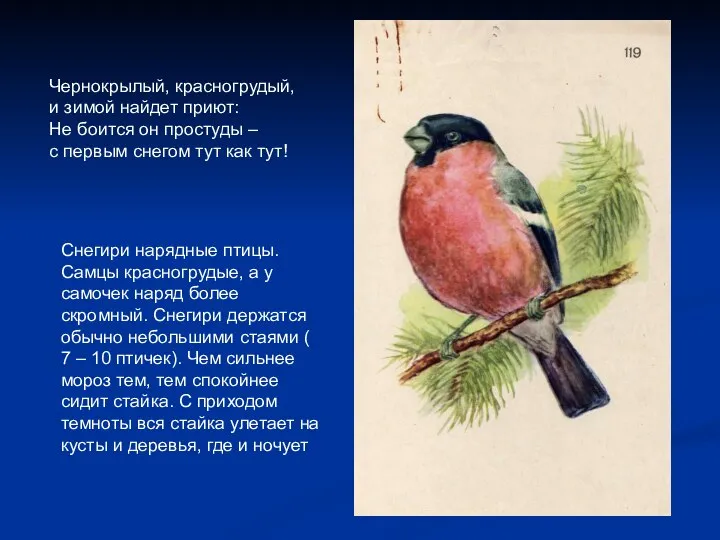 Снегири нарядные птицы. Самцы красногрудые, а у самочек наряд более скромный.