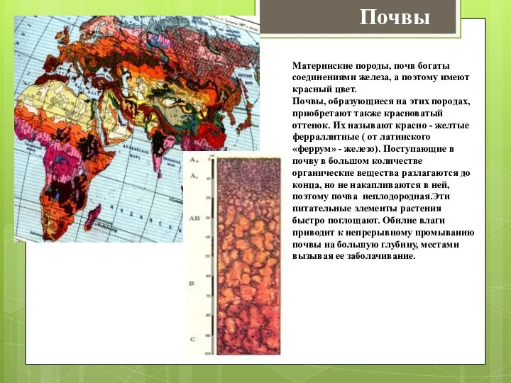 Почвы Материнские породы, почв богаты соединениями железа, а поэтому имеют красный