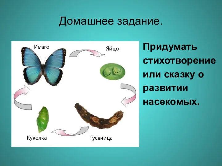 Домашнее задание. Придумать стихотворение или сказку о развитии насекомых.