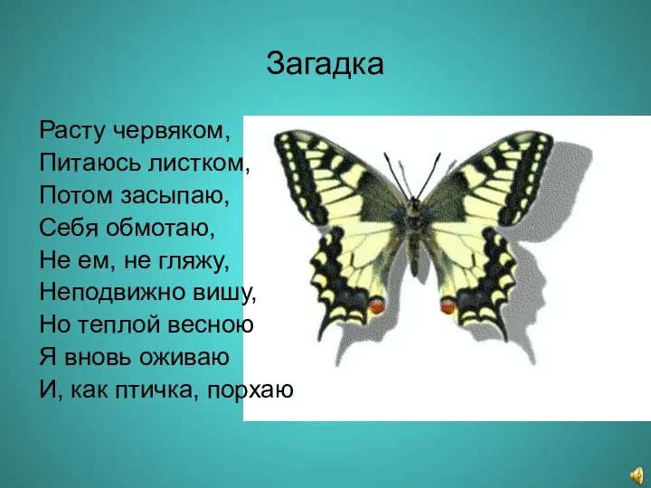 Загадка Расту червяком, Питаюсь листком, Потом засыпаю, Себя обмотаю, Не ем,