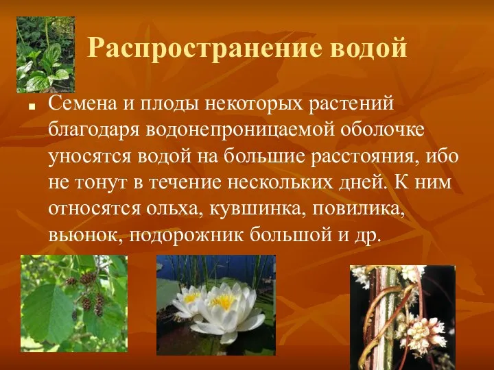 Распространение водой Семена и плоды некоторых растений благодаря водонепроницаемой оболочке уносятся