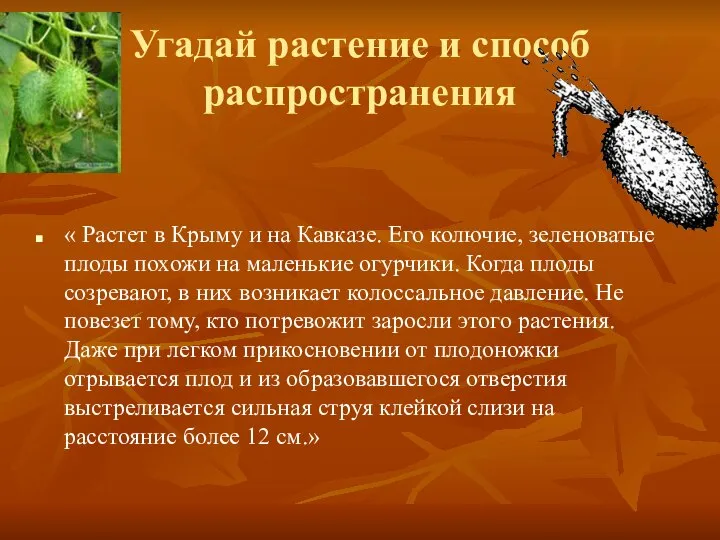 Угадай растение и способ распространения « Растет в Крыму и на