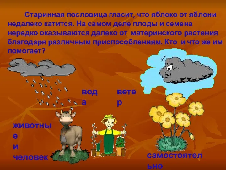 Старинная пословица гласит, что яблоко от яблони недалеко катится. На самом