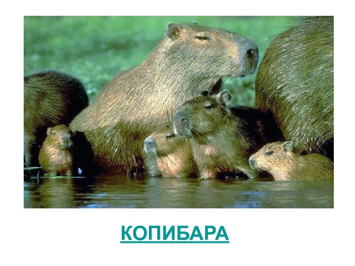 КОПИБАРА