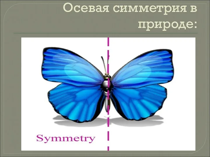 Осевая симметрия в природе: