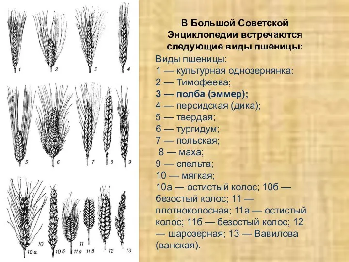 Виды пшеницы: 1 — культурная однозернянка: 2 — Тимофеева; 3 —