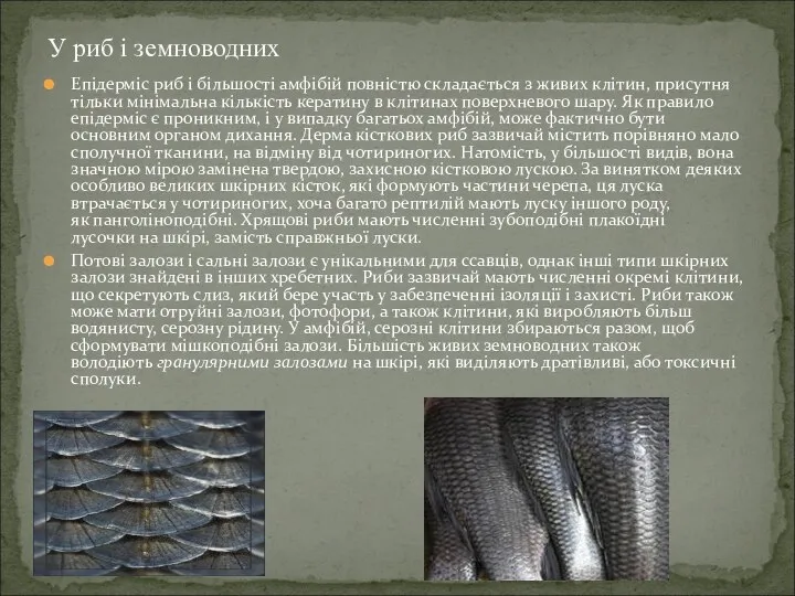 Епідерміс риб і більшості амфібій повністю складається з живих клітин, присутня