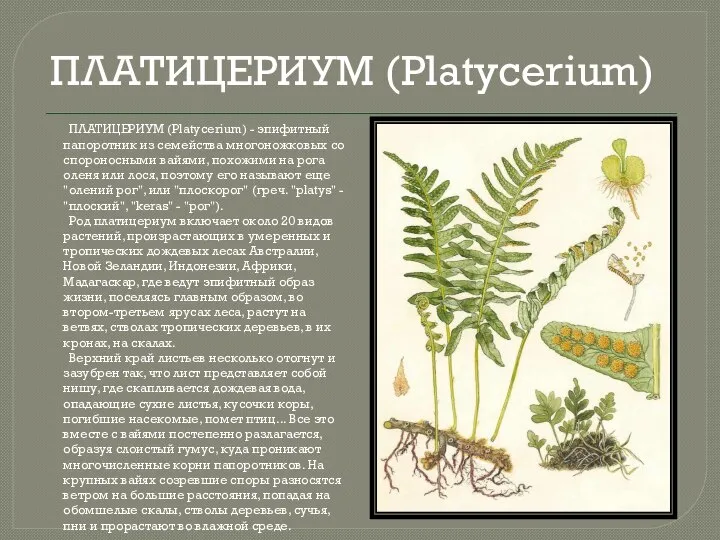 ПЛАТИЦЕРИУМ (Platycerium) ПЛАТИЦЕРИУМ (Platycerium) - эпифитный папоротник из семейства многоножковых со