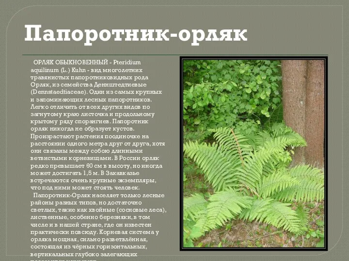 Папоротник-орляк ОРЛЯК ОБЫКНОВЕННЫЙ - Pteridium aquilinum (L.) Kuhn - вид многолетних