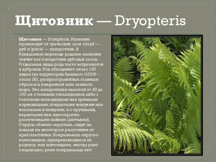 Щитовник — Dryopteris Щитовник — Dryopteris. Название происходит от греческих слов