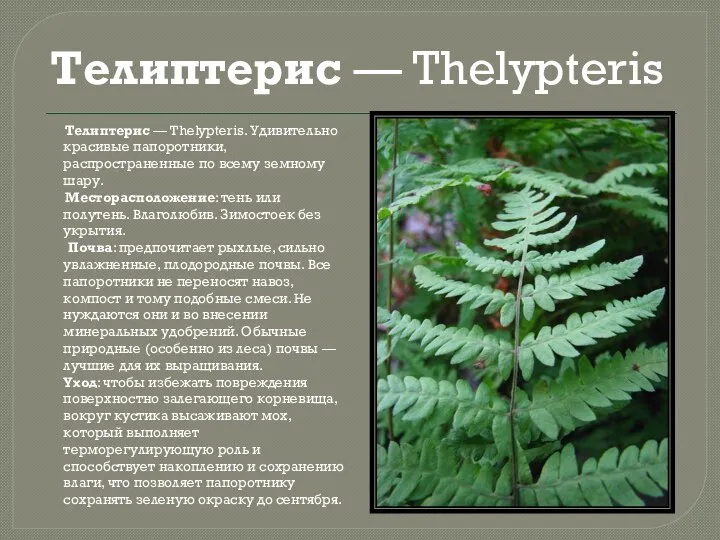 Телиптерис — Thelypteris Телиптерис — Thelypteris. Удивительно красивые папоротники, распространенные по