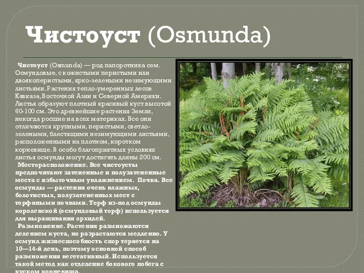 Чистоуст (Osmunda) Чистоуст (Osmunda) — род папоротника сем. Осмундовые, с кожистыми