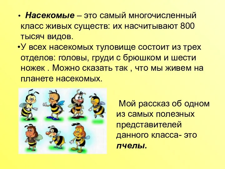 Насекомые – это самый многочисленный класс живых существ: их насчитывают 800