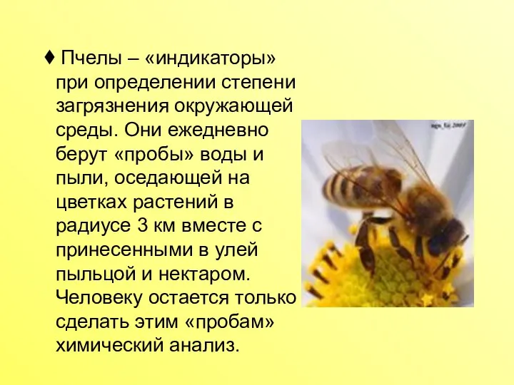 Пчелы – «индикаторы» при определении степени загрязнения окружающей среды. Они ежедневно