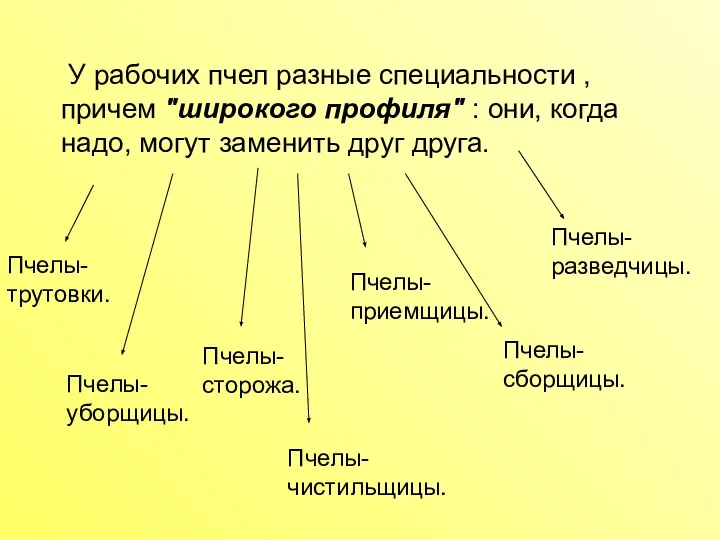 У рабочих пчел разные специальности , причем "широкого профиля" : они,