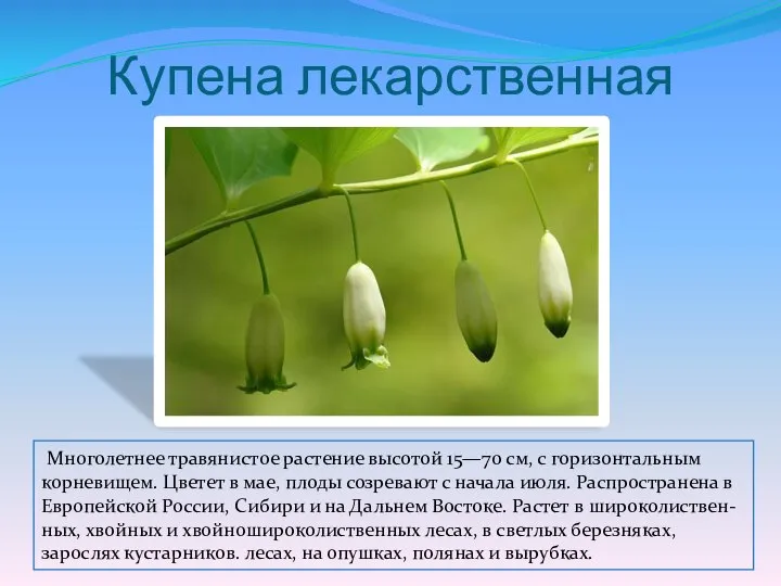 Купена лекарственная Многолетнее травянистое растение высотой 15—70 см, с горизонтальным корневищем.