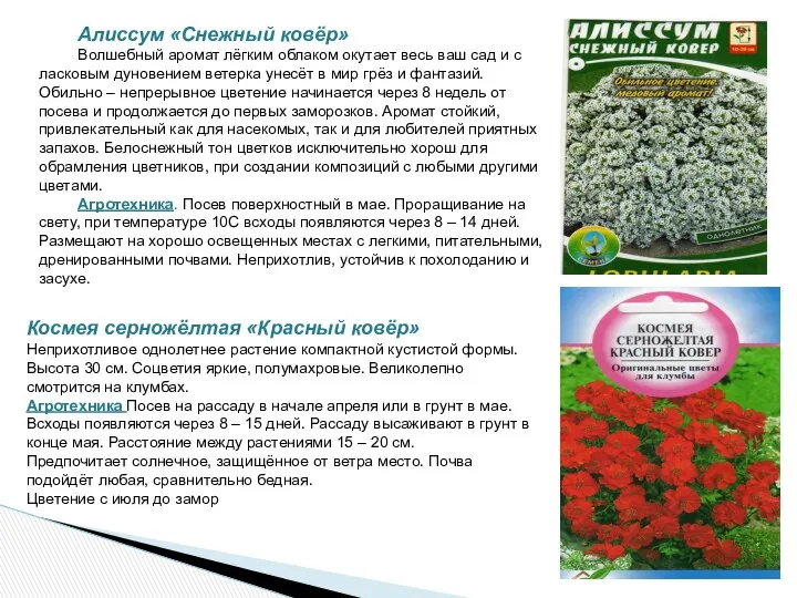 Алиссум «Снежный ковёр» Волшебный аромат лёгким облаком окутает весь ваш сад