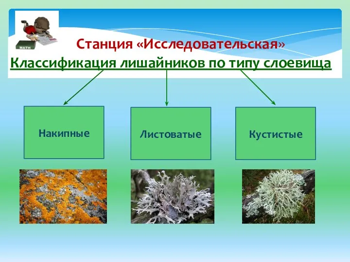 Классификация лишайников по типу слоевища Накипные Кустистые Листоватые Станция «Исследовательская»