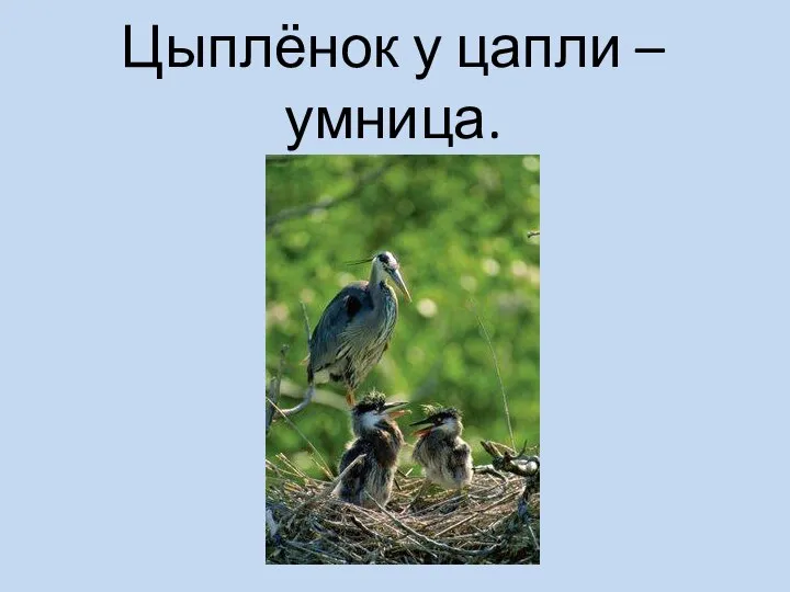 Цыплёнок у цапли – умница.