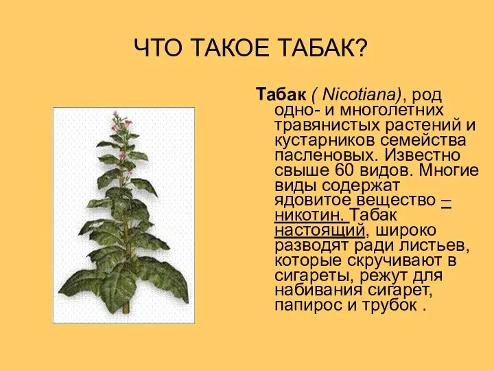 ЧТО ТАКОЕ ТАБАК? Табак ( Nicotiana), род одно- и многолетних травянистых