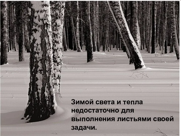 Зимой света и тепла недостаточно для выполнения листьями своей задачи.