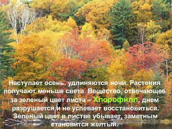 Наступает осень, удлиняются ночи. Растения получают меньше света. Вещество, отвечающее за