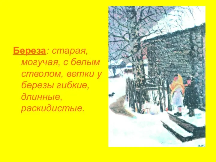 Береза: старая, могучая, с белым стволом, ветки у березы гибкие, длинные, раскидистые.