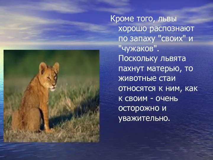 Кроме того, львы хорошо распознают по запаху "своих" и "чужаков". Поскольку