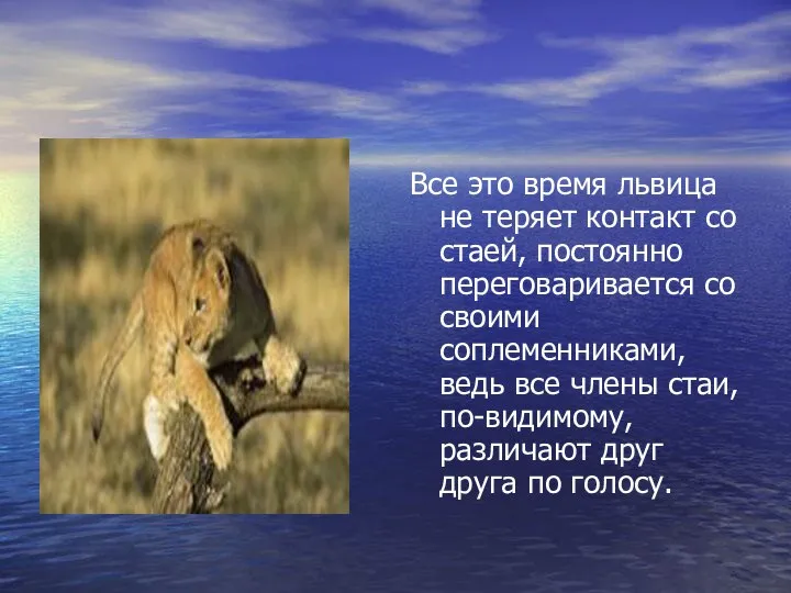 Все это время львица не теряет контакт со стаей, постоянно переговаривается