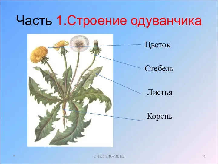 Часть 1.Строение одуванчика Цветок Стебель Листья Корень * С -Пб ГБДОУ №112