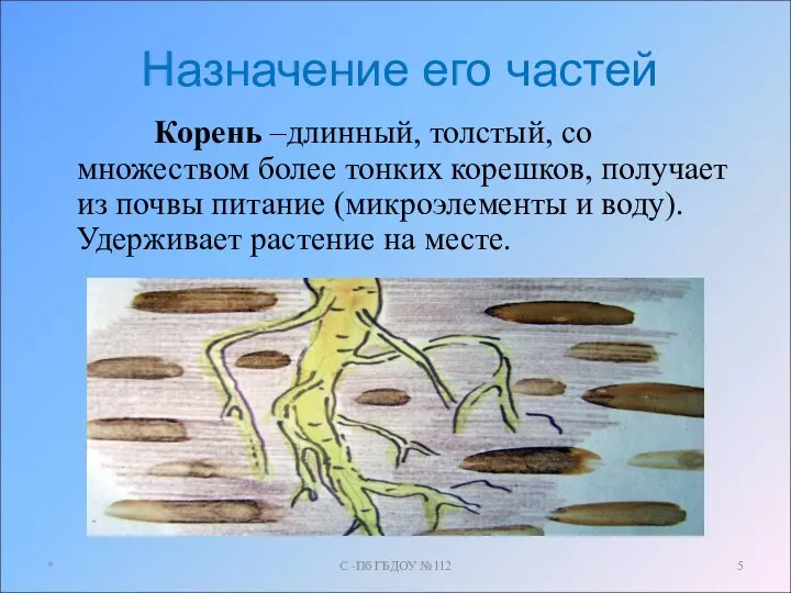 Назначение его частей Корень –длинный, толстый, со множеством более тонких корешков,