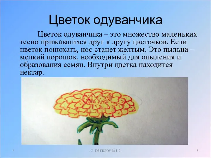 Цветок одуванчика Цветок одуванчика – это множество маленьких тесно прижавшихся друг