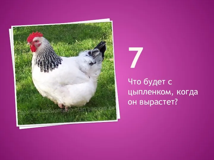 7 Что будет с цыпленком, когда он вырастет?