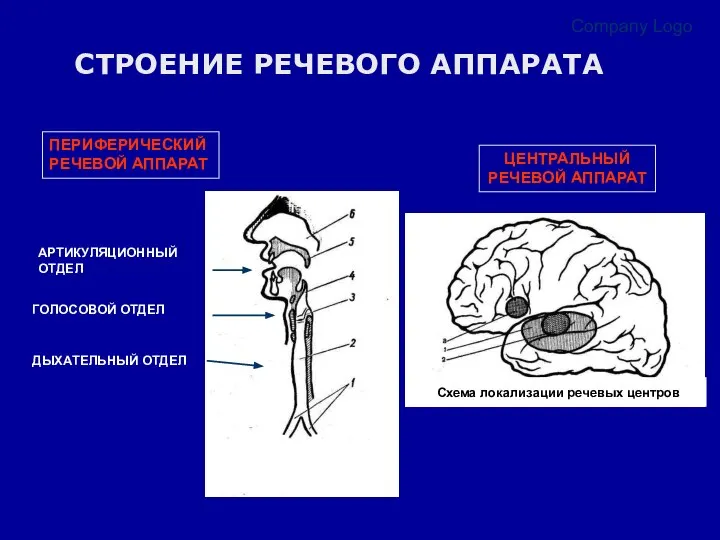 Company Logo СТРОЕНИЕ РЕЧЕВОГО АППАРАТА ПЕРИФЕРИЧЕСКИЙ РЕЧЕВОЙ АППАРАТ ЦЕНТРАЛЬНЫЙ РЕЧЕВОЙ АППАРАТ