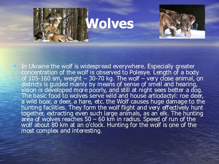 Wolves In Ukraine the wolf is widespread everywhere. Especially greater concentration