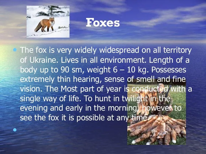 Foxes The fox is very widely widespread on all territory of