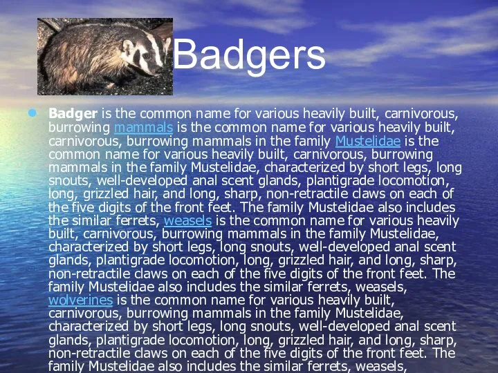 Badgers Badger is the common name for various heavily built, carnivorous,