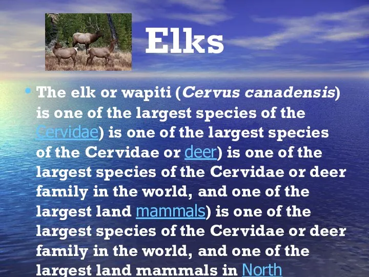 Elks The elk or wapiti (Cervus canadensis) is one of the