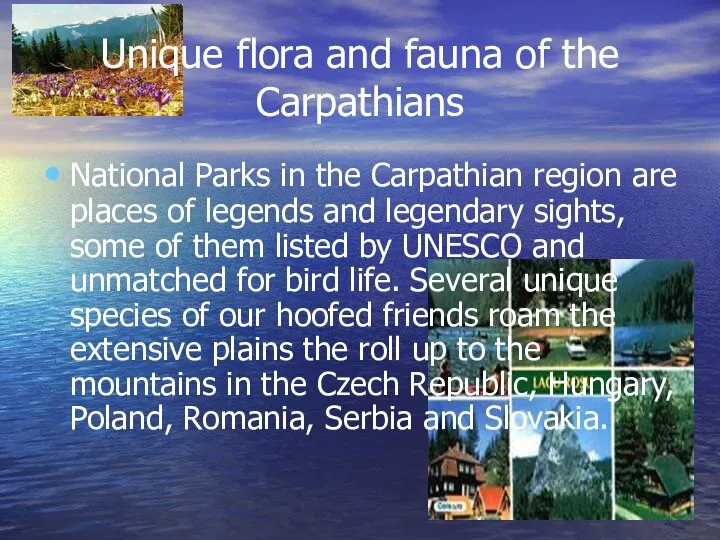 Unique flora and fauna of the Carpathians National Parks in the