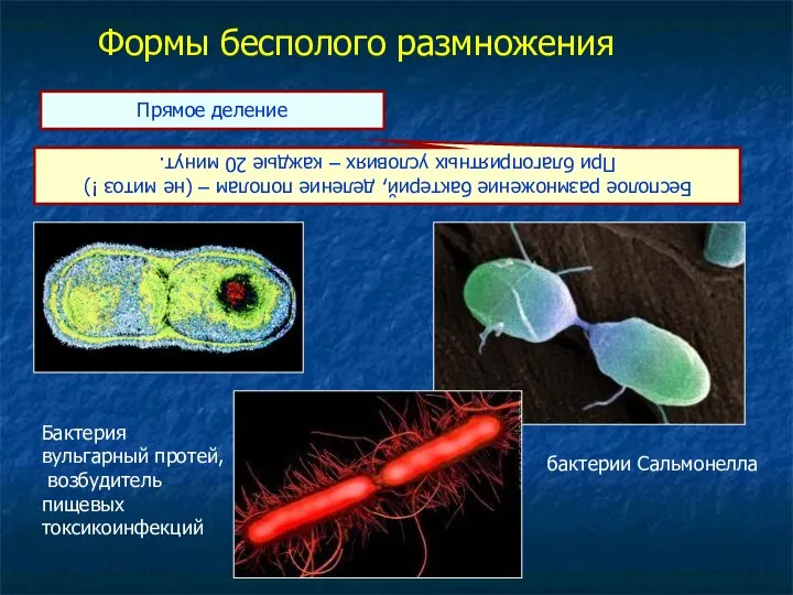 Формы бесполого размножения Бесполое размножение бактерий, деление пополам – (не митоз